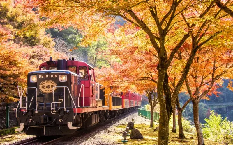 5 เหตุผลที่ต้องไป ป่าไผ่อาราชิยามะ จุดหมายที่ห้ามพลาด 5 sagano romantic train kyoto tour